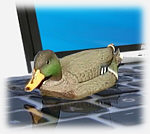 ente1