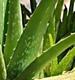 aloevera150