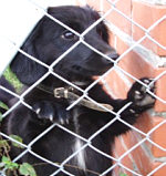 tierheim1
