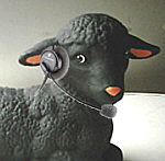 callschaf
