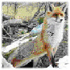 B100_fuchs